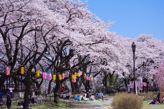 写真：大館桜まつりの様子